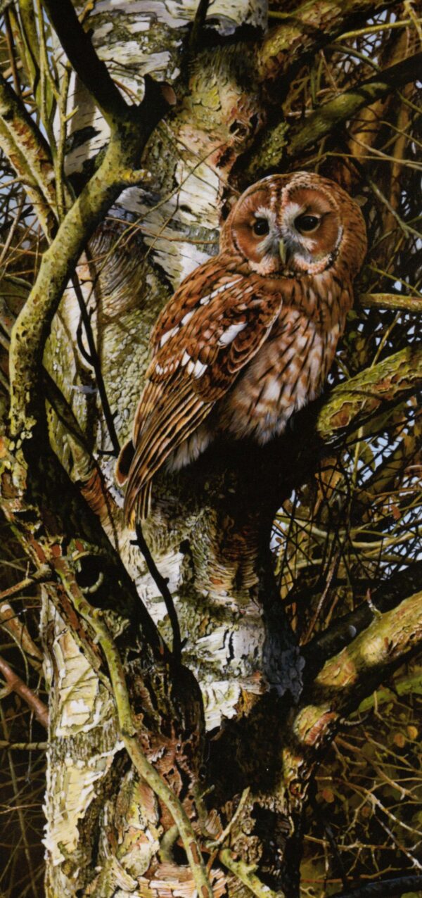 "The Old Birch" (Tawny Owl) by Terance James Bond