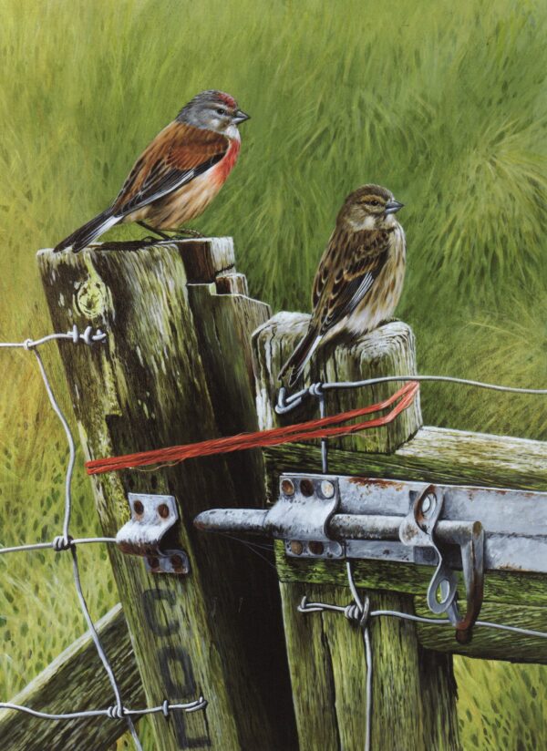 "Linnets" by Terance James Bond