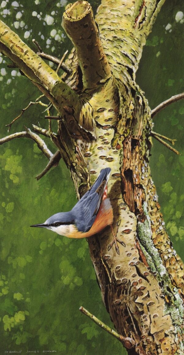 "Nuthatch" 2019 by Terance James Bond