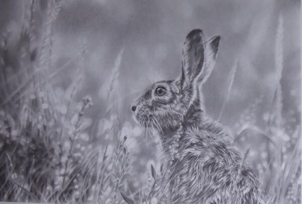 Brown Hare (Hares)