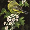 "Greenfinch" by Terance James Bond - Image 2