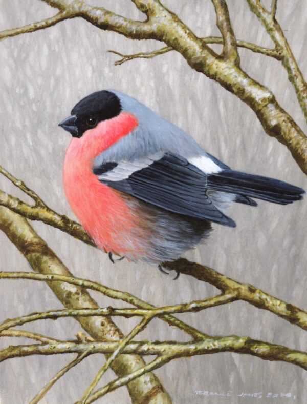 "Bullfinch" by Terance James Bond