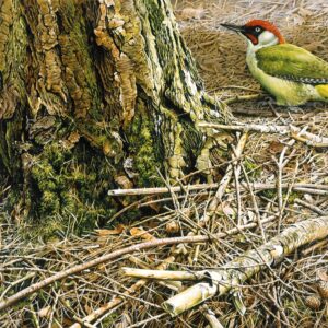 Green Woodpecker by Terance James Bond