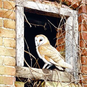 Barn Owl (In The Frame) by Terance James Bond