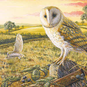 Notelet Pack 3 - Barn Owl