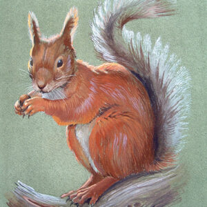 Red Squirrel by Kenneth Smith