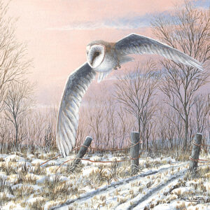 Winter Evening (Barn Owl) by Mark Chester