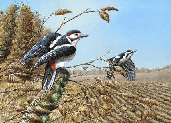 Woodland Edge (Great Spotted Woodpeckers) by Mark Chester