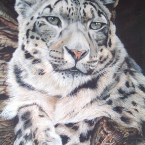 Snow Leopard