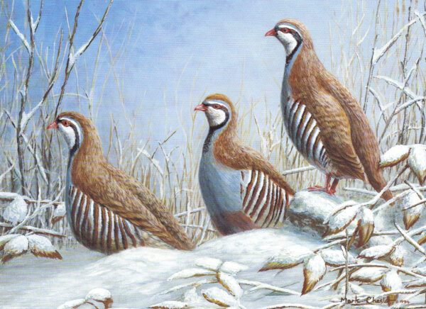 Red-Legged Partridges by Mark Chester