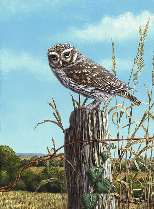 Little Owl by Mark Chester