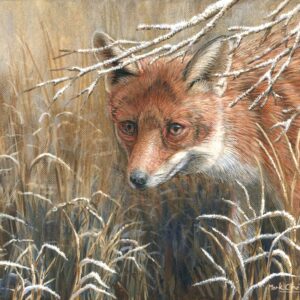 Frosty Morning - Winter Fox by Mark Chester